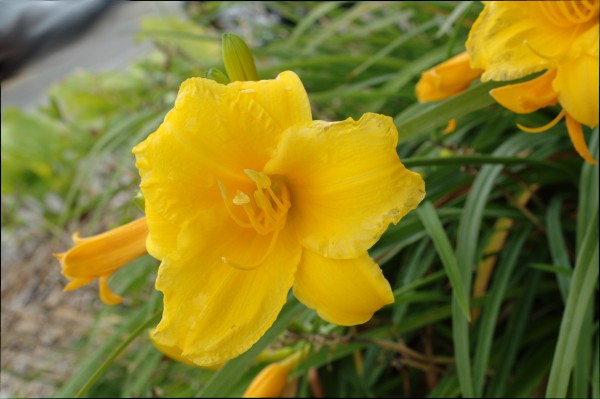 Yellow Lilly by Wade Anderson